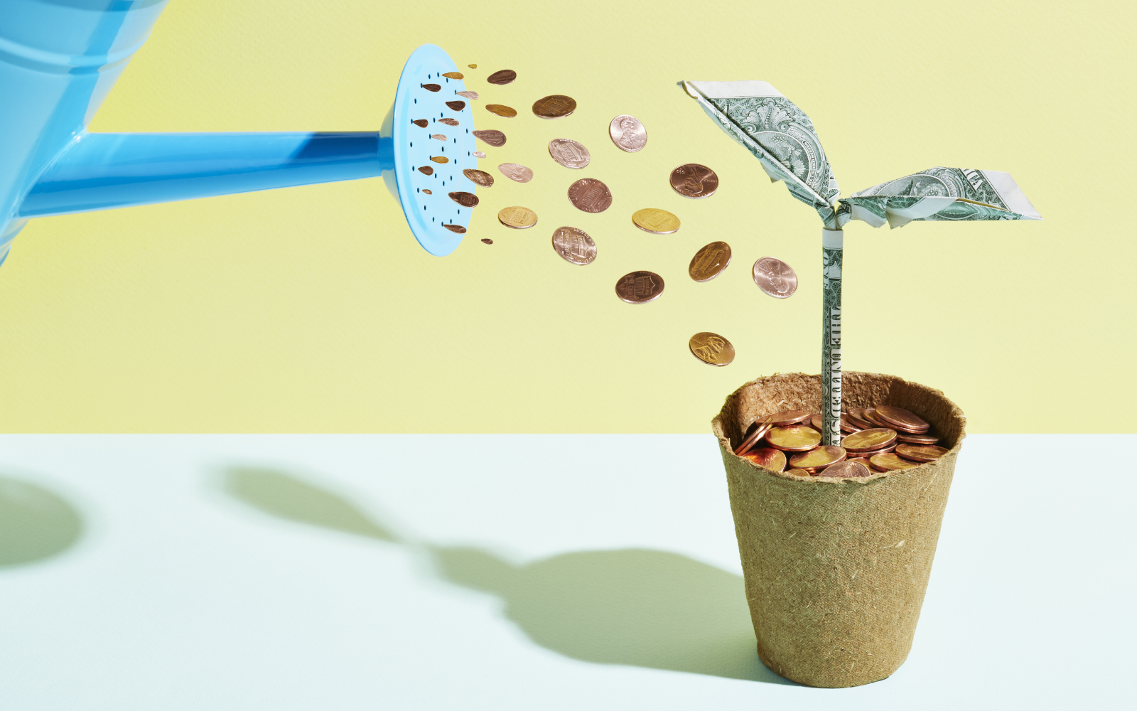 Money tree growing