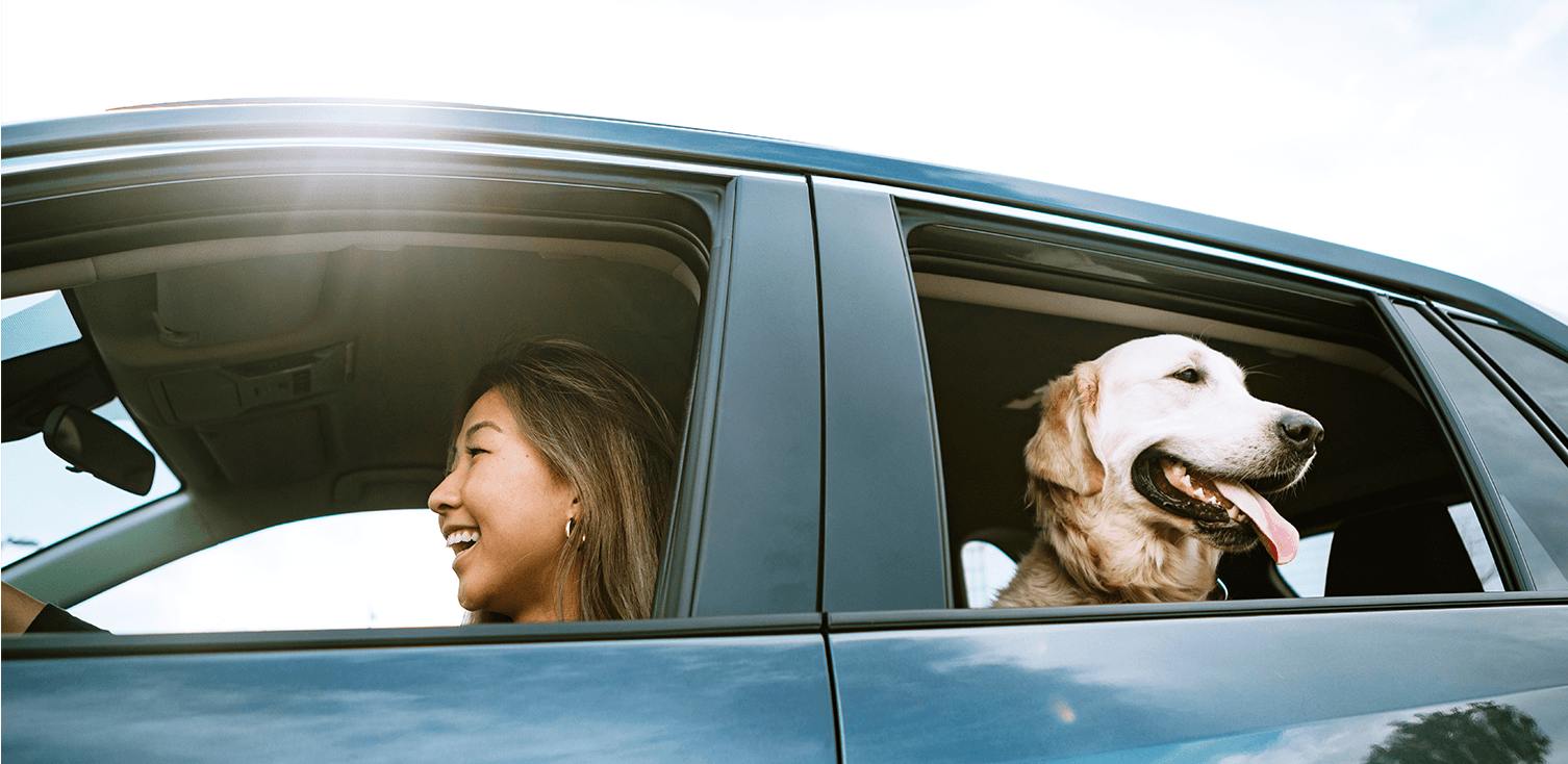 dog in car
